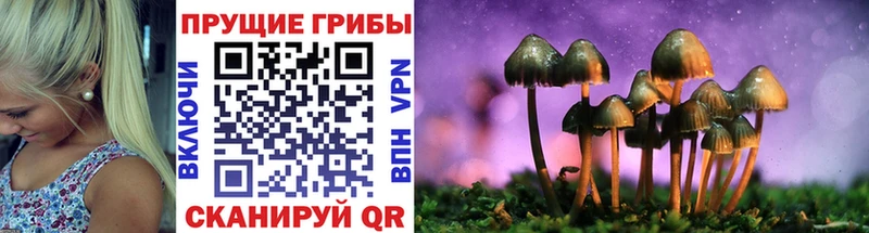 hydra как зайти купить Керчь Галлюциногенные грибы Psilocybine cubensis